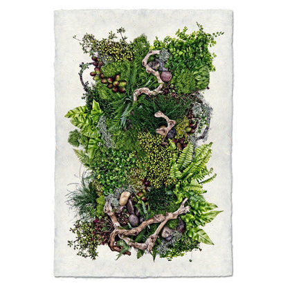 BARLOGA STUDIOS- fine photographs on intriguing papers Ferns Forest Floor (Collective Ferns)