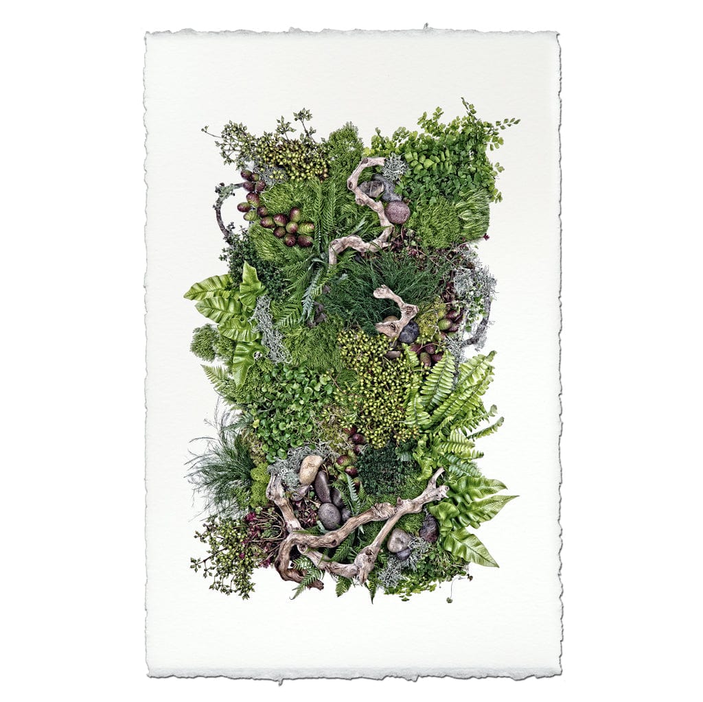 BARLOGA STUDIOS- fine photographs on intriguing papers Ferns Forest Floor (Collective Ferns)