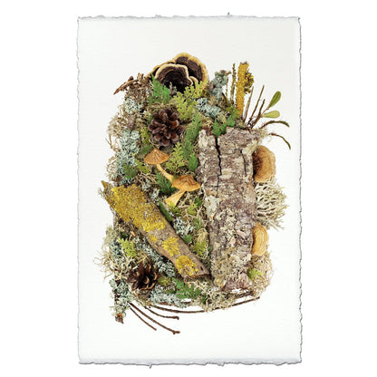 BARLOGA STUDIOS- fine photographs on intriguing papers Ferns Woodland Collective