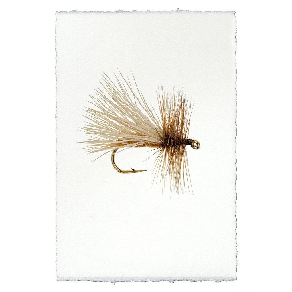 BARLOGA STUDIOS- fine photographs on intriguing papers Fishing Flies Caddis Variant