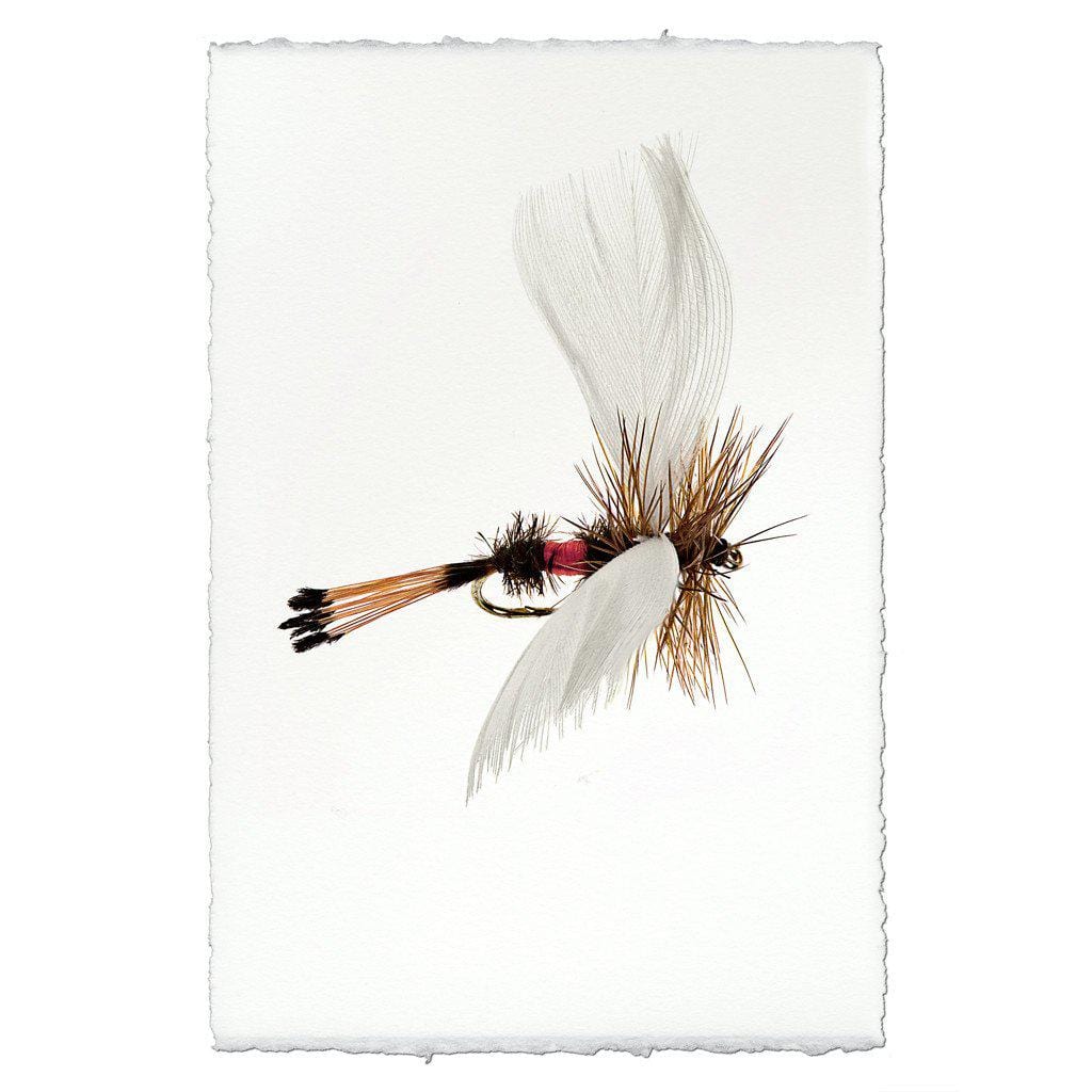 BARLOGA STUDIOS- fine photographs on intriguing papers Fishing Flies Coachman Fanwing