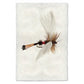 BARLOGA STUDIOS- fine photographs on intriguing papers Fishing Flies Coachman Fanwing