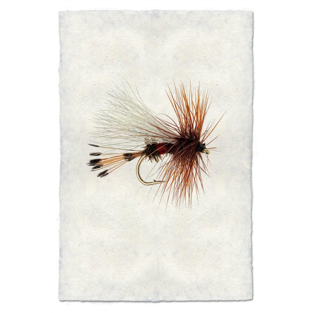 BARLOGA STUDIOS- fine photographs on intriguing papers Fishing Flies Royal Wulff