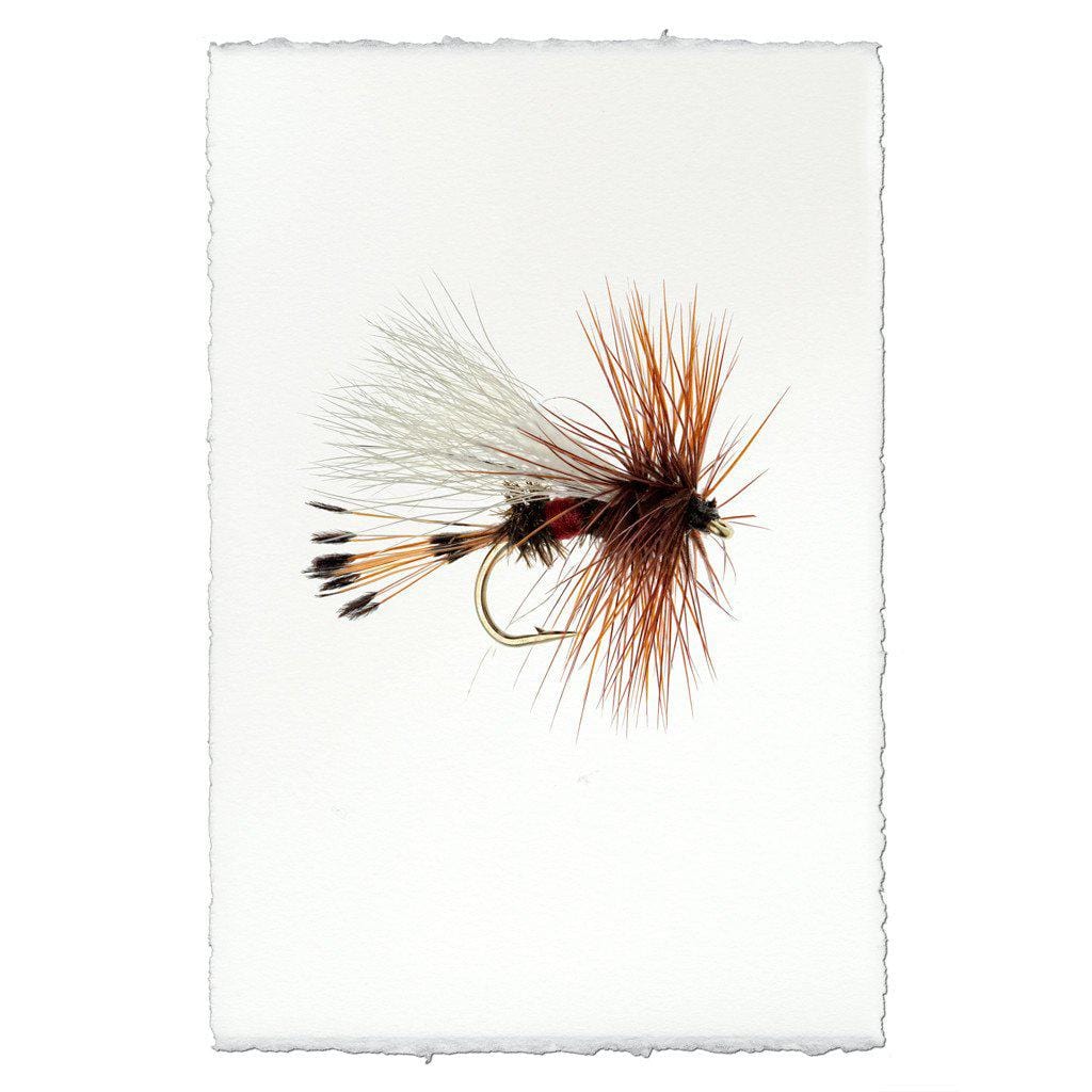 BARLOGA STUDIOS- fine photographs on intriguing papers Fishing Flies Royal Wulff