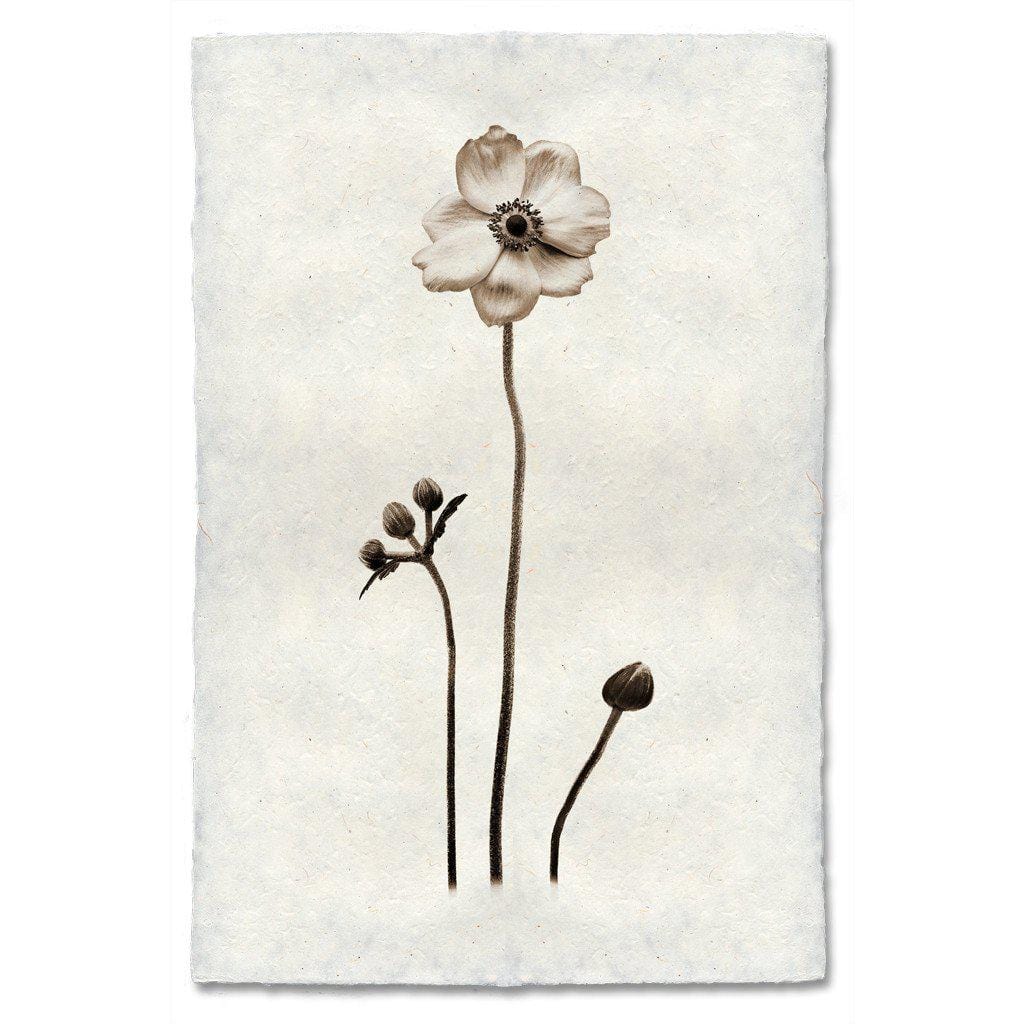 BARLOGA STUDIOS- fine photographs on intriguing papers from the garden Anemone