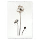 BARLOGA STUDIOS- fine photographs on intriguing papers from the garden Anemone