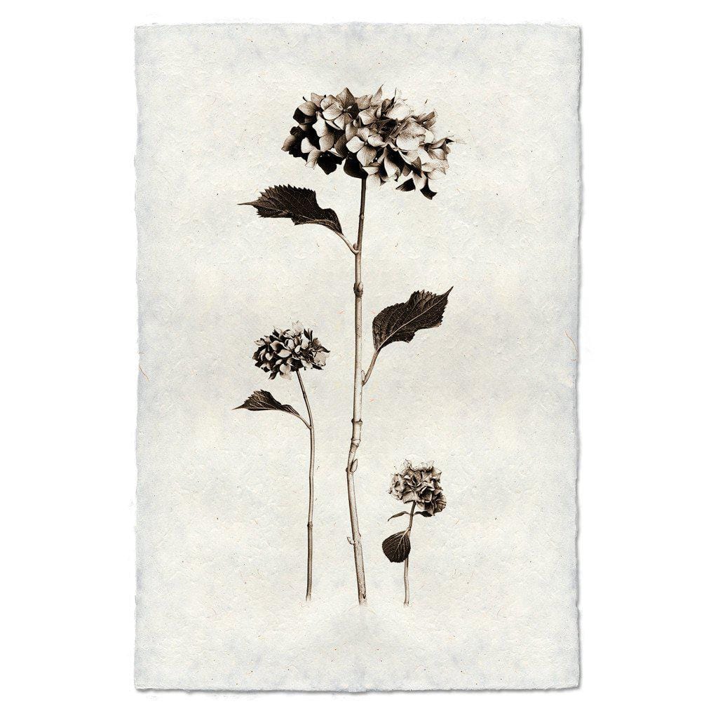 BARLOGA STUDIOS- fine photographs on intriguing papers from the garden Hydrangeas