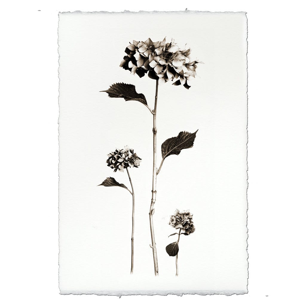 BARLOGA STUDIOS- fine photographs on intriguing papers from the garden Hydrangeas