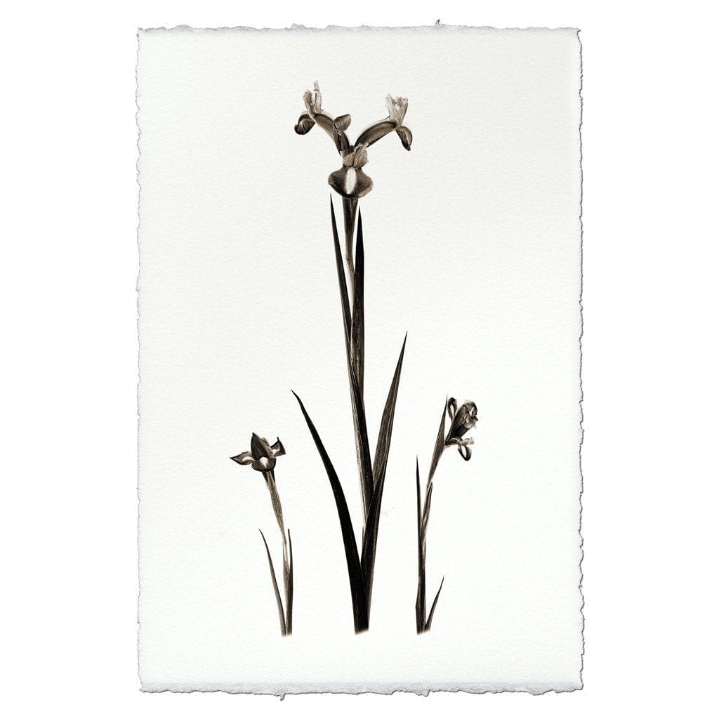 BARLOGA STUDIOS- fine photographs on intriguing papers from the garden Iris