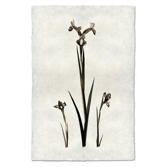 BARLOGA STUDIOS- fine photographs on intriguing papers from the garden Iris