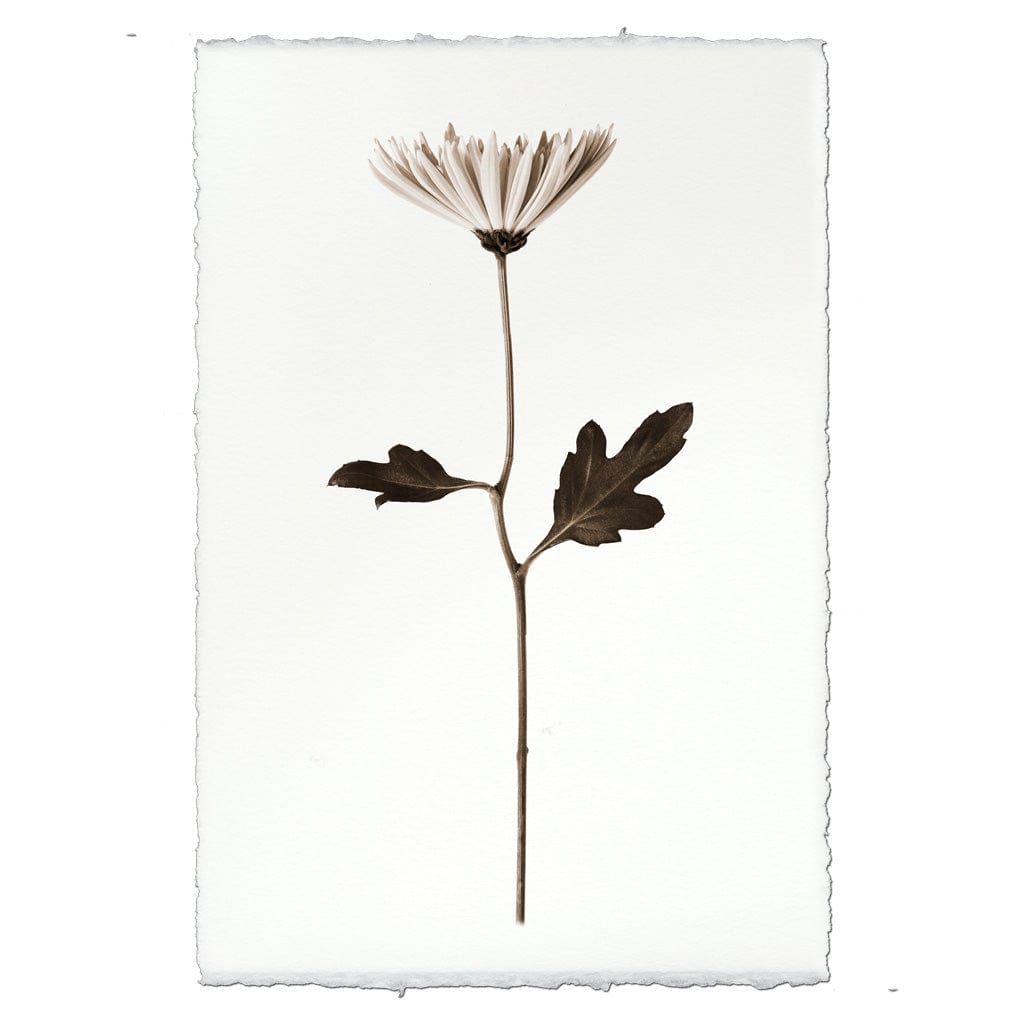 BARLOGA STUDIOS- fine photographs on intriguing papers from the garden Mum