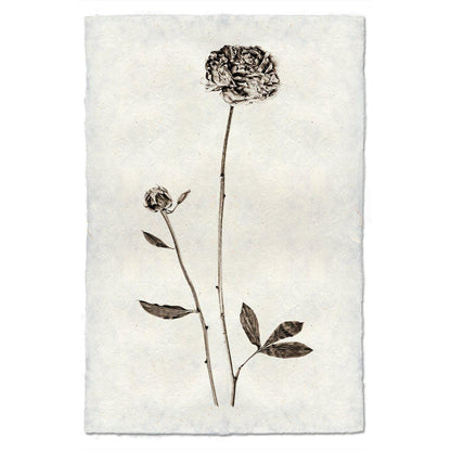 BARLOGA STUDIOS- fine photographs on intriguing papers from the garden Peony