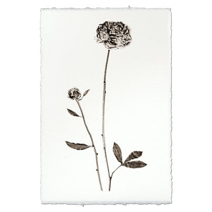 BARLOGA STUDIOS- fine photographs on intriguing papers from the garden Peony