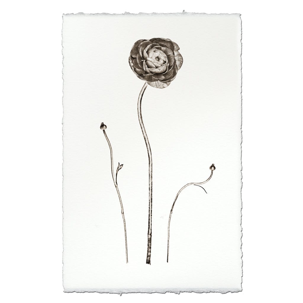 BARLOGA STUDIOS- fine photographs on intriguing papers from the garden Ranunculus