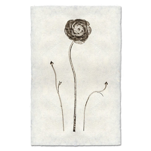 BARLOGA STUDIOS- fine photographs on intriguing papers from the garden Ranunculus
