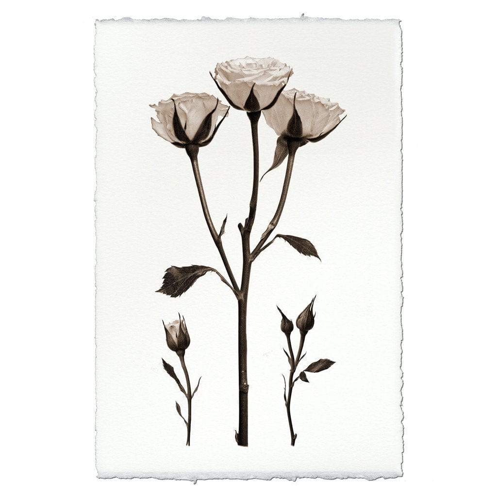 BARLOGA STUDIOS- fine photographs on intriguing papers from the garden Roses