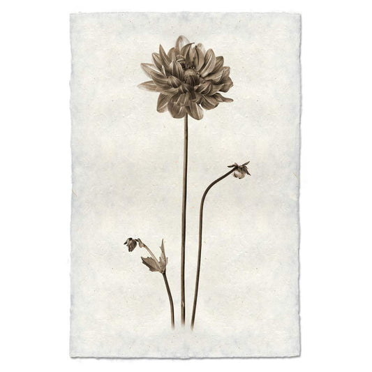 BARLOGA STUDIOS- fine photographs on intriguing papers from the garden Single Dahlia