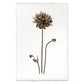 BARLOGA STUDIOS- fine photographs on intriguing papers from the garden Single Dahlia