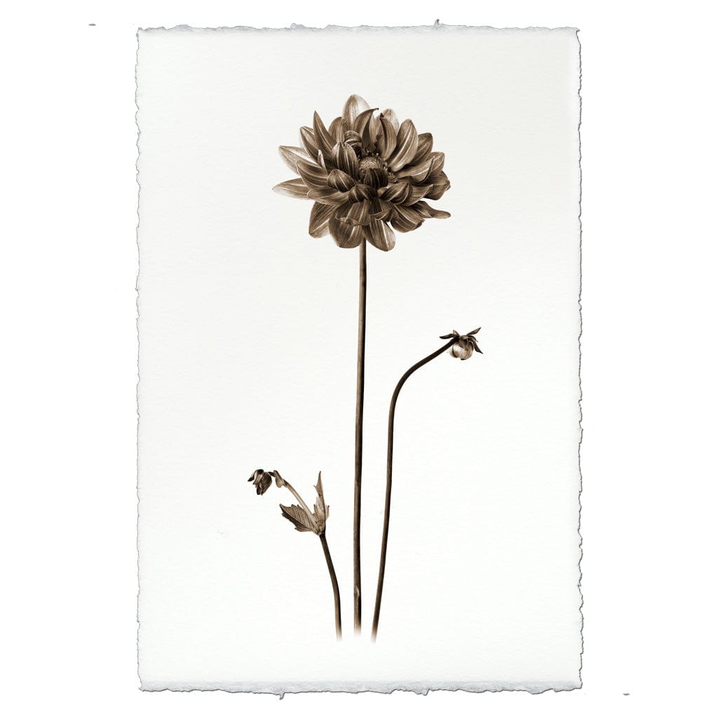 BARLOGA STUDIOS- fine photographs on intriguing papers from the garden Single Dahlia