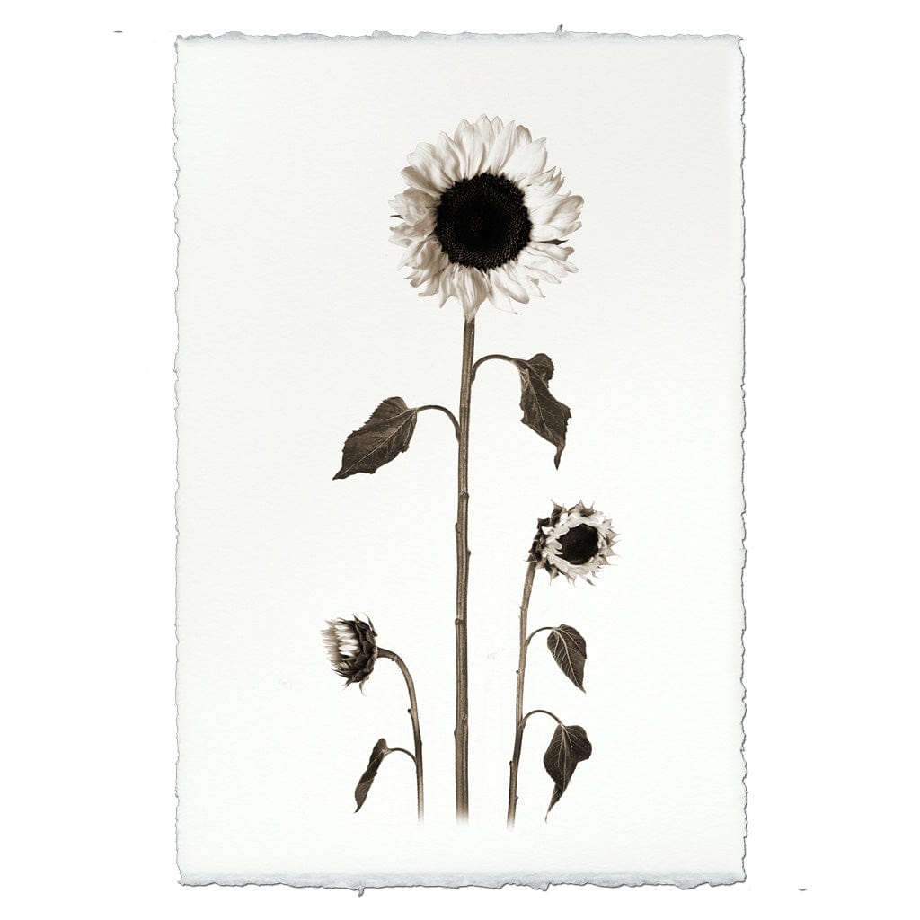 BARLOGA STUDIOS- fine photographs on intriguing papers from the garden Sunflowers