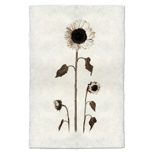 BARLOGA STUDIOS- fine photographs on intriguing papers from the garden Sunflowers