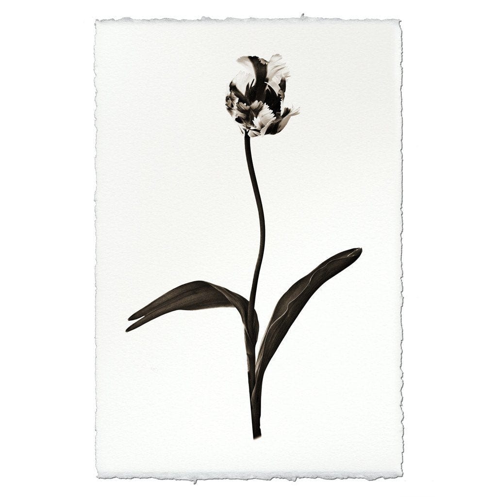 BARLOGA STUDIOS- fine photographs on intriguing papers from the garden Tulip