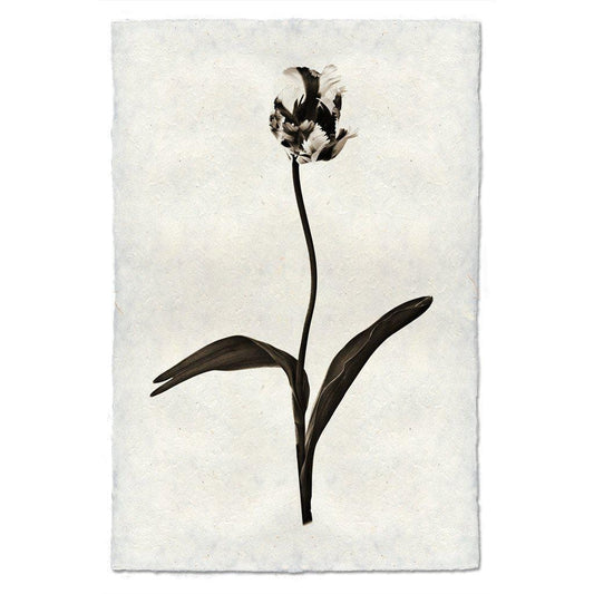 BARLOGA STUDIOS- fine photographs on intriguing papers from the garden Tulip