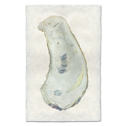 BARLOGA STUDIOS- fine photographs on intriguing papers from the sea Oyster Study #1