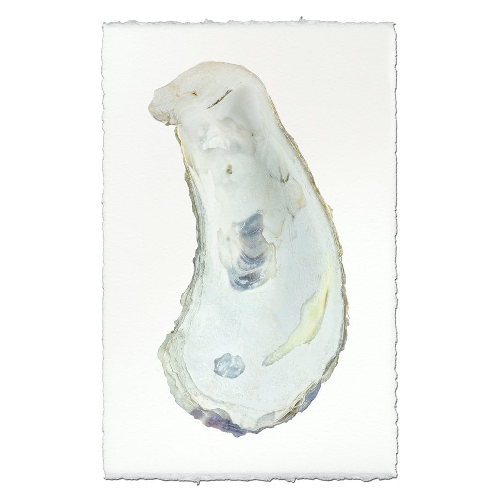 BARLOGA STUDIOS- fine photographs on intriguing papers from the sea Oyster Study #1