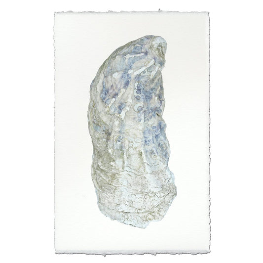 BARLOGA STUDIOS- fine photographs on intriguing papers from the sea Oyster Study #10