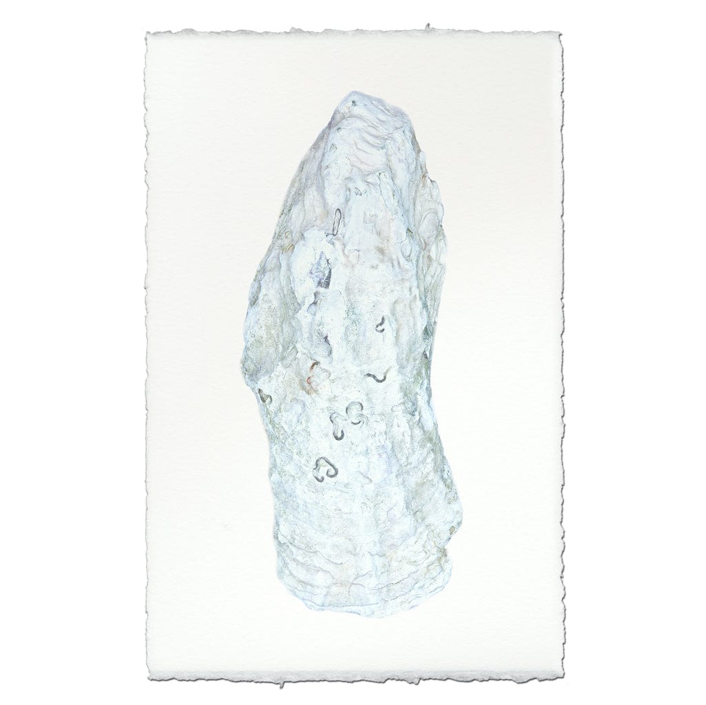 BARLOGA STUDIOS- fine photographs on intriguing papers from the sea Oyster Study #12