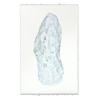 BARLOGA STUDIOS- fine photographs on intriguing papers from the sea Oyster Study #12