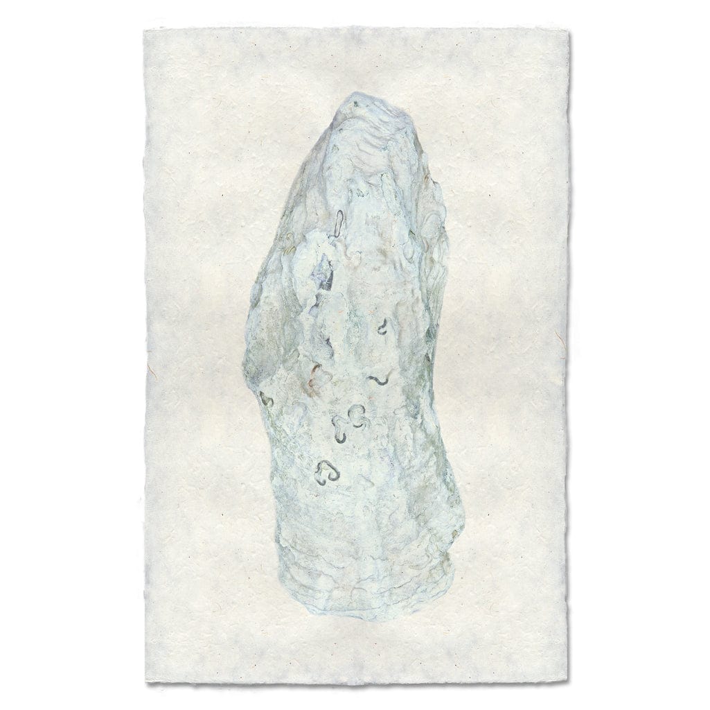 BARLOGA STUDIOS- fine photographs on intriguing papers from the sea Oyster Study #12