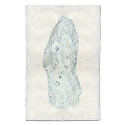 BARLOGA STUDIOS- fine photographs on intriguing papers from the sea Oyster Study #12