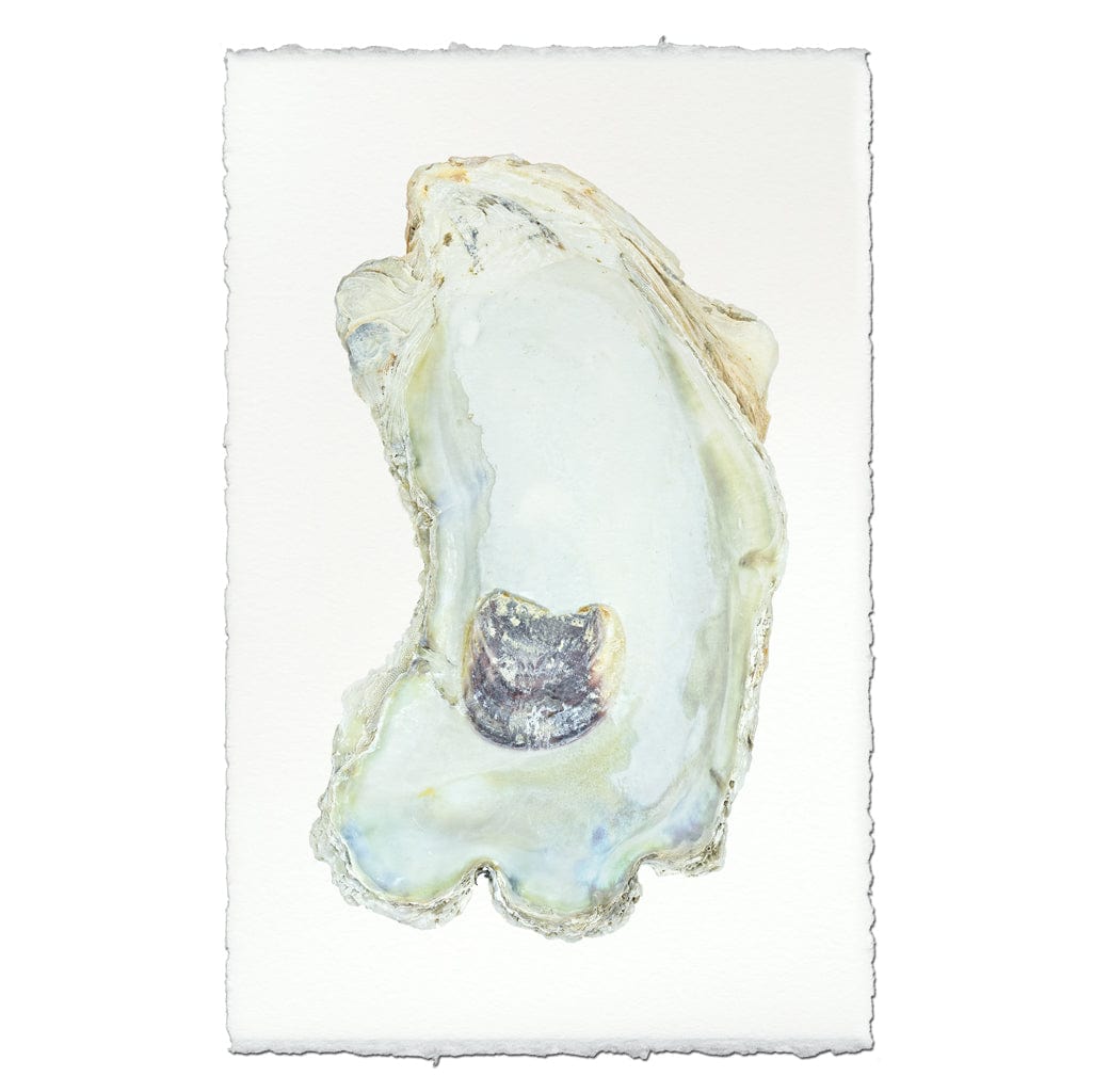 BARLOGA STUDIOS- fine photographs on intriguing papers from the sea Oyster Study #13