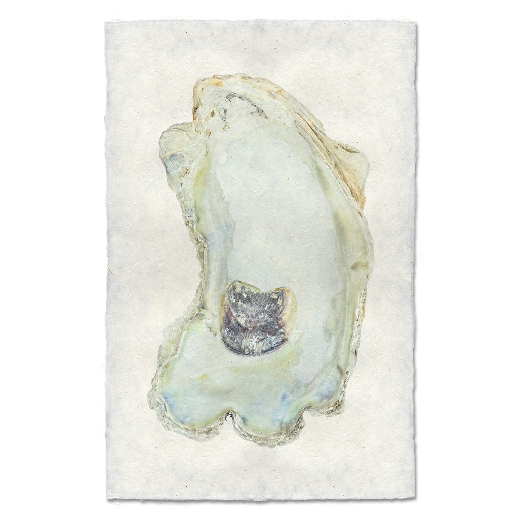 BARLOGA STUDIOS- fine photographs on intriguing papers from the sea Oyster Study #13