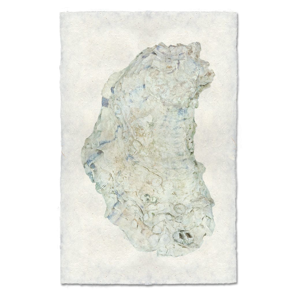 BARLOGA STUDIOS- fine photographs on intriguing papers from the sea Oyster Study #14