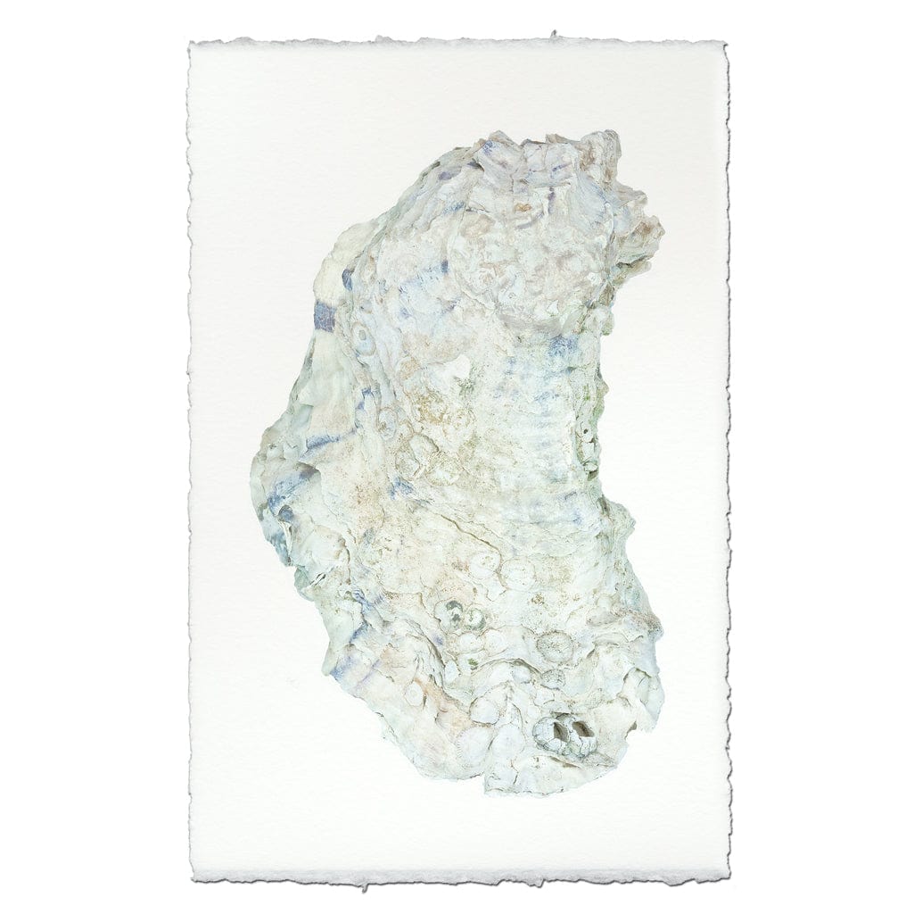 BARLOGA STUDIOS- fine photographs on intriguing papers from the sea Oyster Study #14