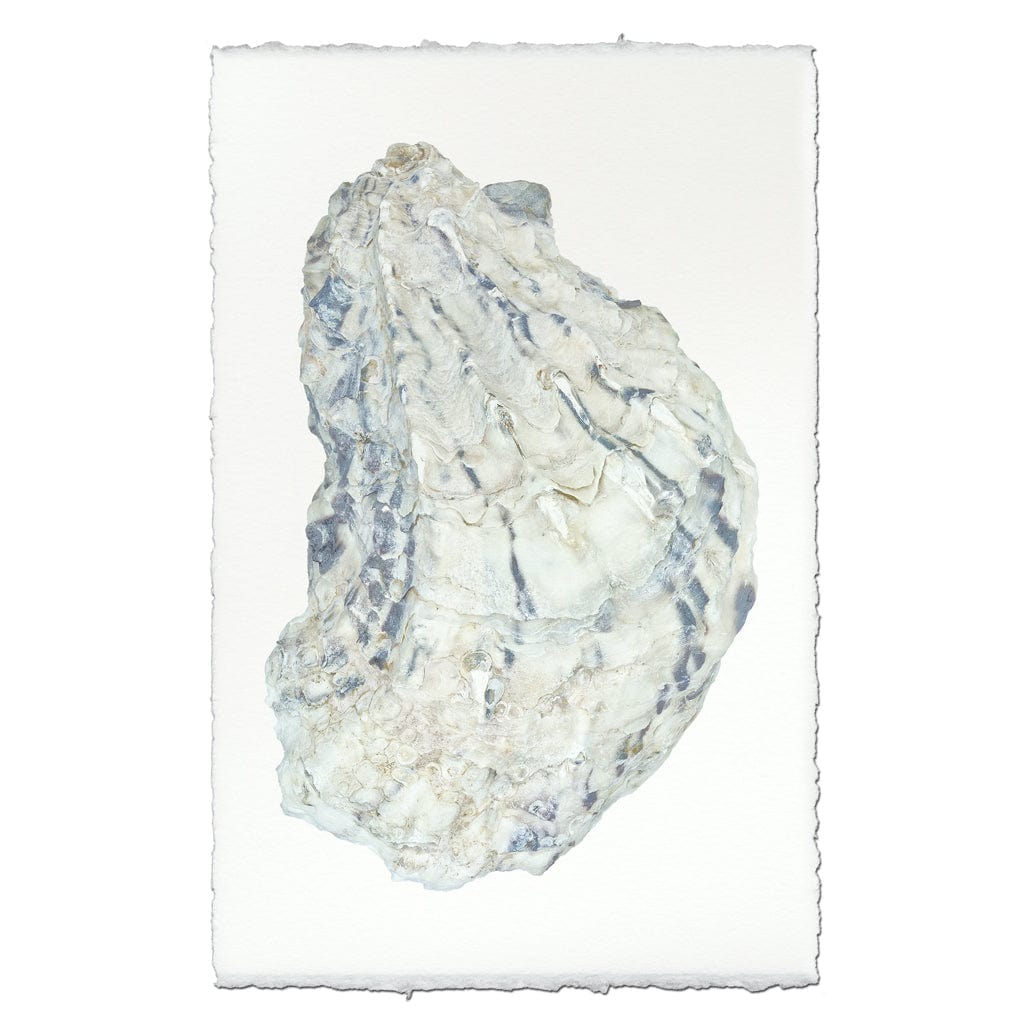 BARLOGA STUDIOS- fine photographs on intriguing papers from the sea Oyster Study #15