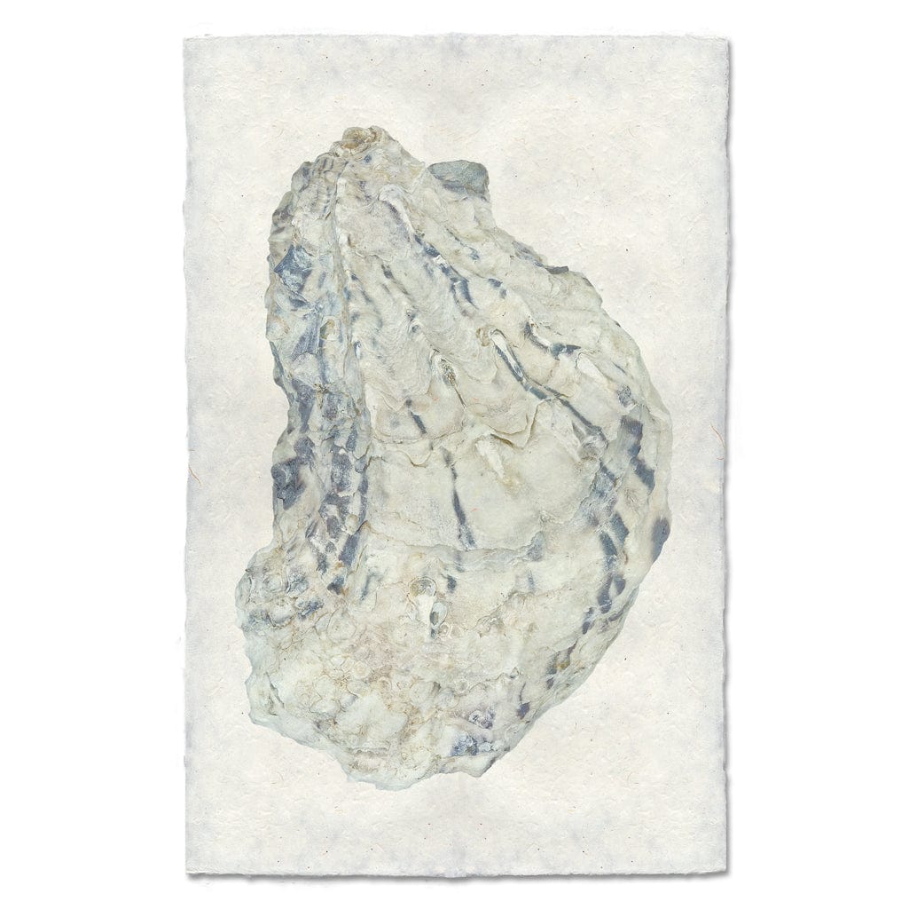 BARLOGA STUDIOS- fine photographs on intriguing papers from the sea Oyster Study #15