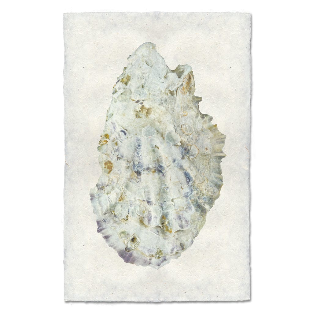 BARLOGA STUDIOS- fine photographs on intriguing papers from the sea Oyster Study #2