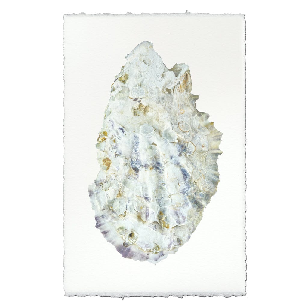 BARLOGA STUDIOS- fine photographs on intriguing papers from the sea Oyster Study #2