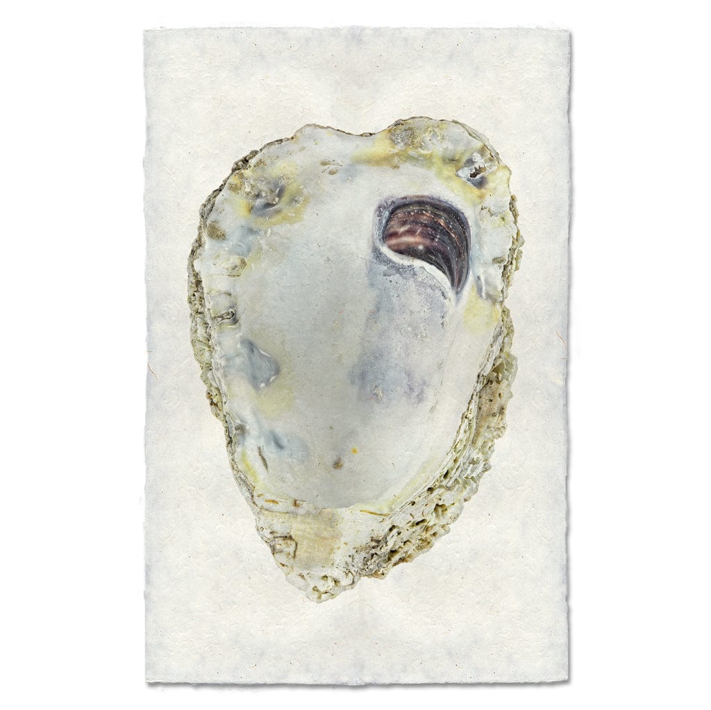 BARLOGA STUDIOS- fine photographs on intriguing papers from the sea Oyster Study #3