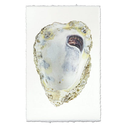 BARLOGA STUDIOS- fine photographs on intriguing papers from the sea Oyster Study #3