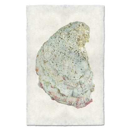 BARLOGA STUDIOS- fine photographs on intriguing papers from the sea Oyster Study #4