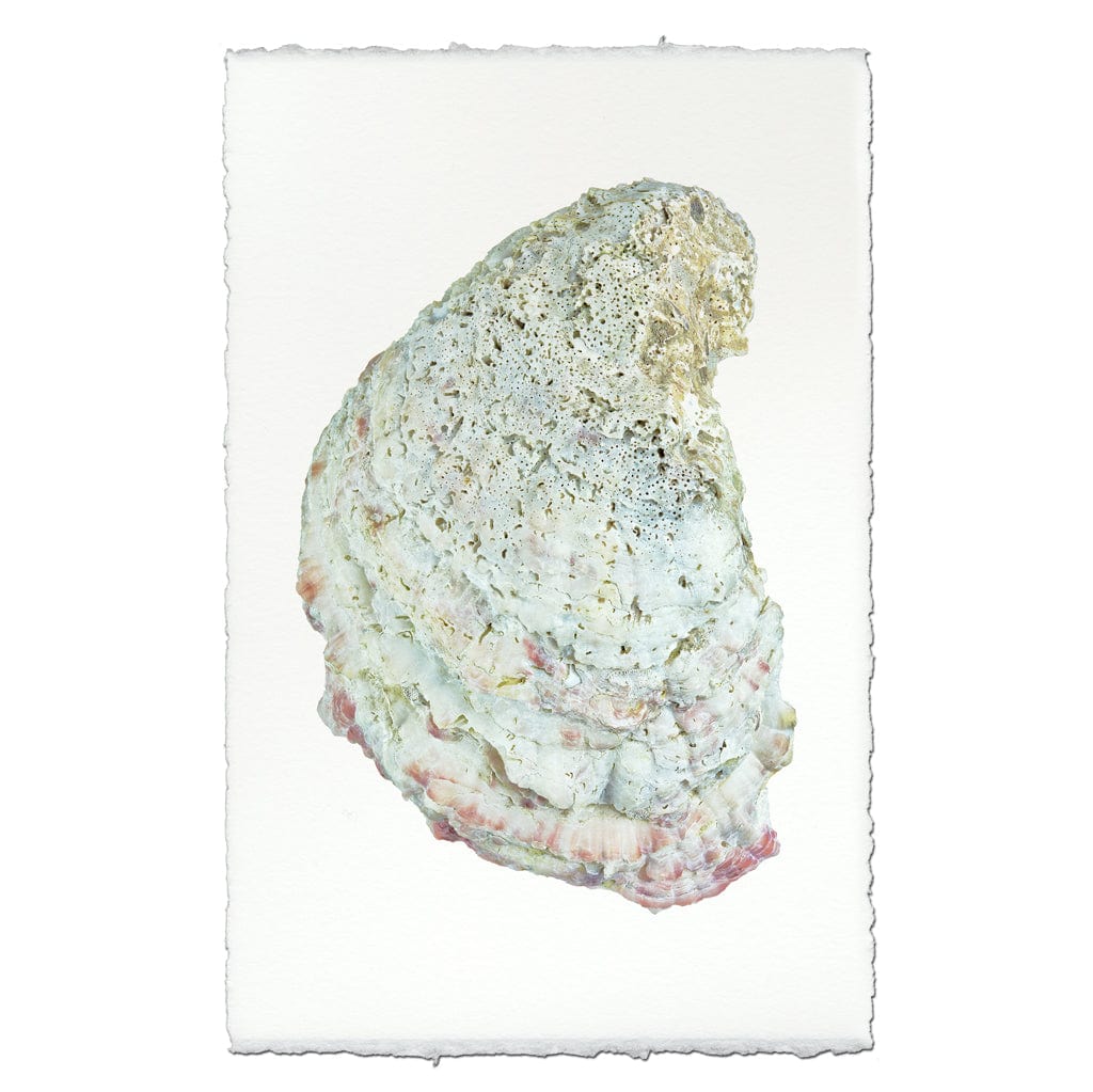 BARLOGA STUDIOS- fine photographs on intriguing papers from the sea Oyster Study #4