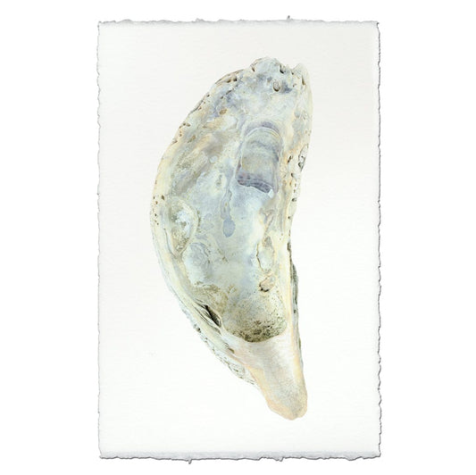 BARLOGA STUDIOS- fine photographs on intriguing papers from the sea Oyster Study #5