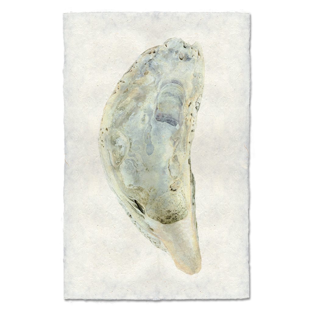 BARLOGA STUDIOS- fine photographs on intriguing papers from the sea Oyster Study #5