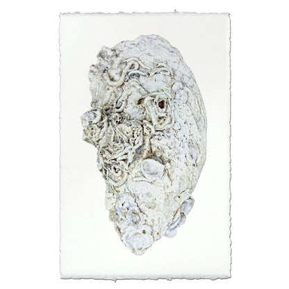 BARLOGA STUDIOS- fine photographs on intriguing papers from the sea Oyster Study #6