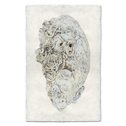 BARLOGA STUDIOS- fine photographs on intriguing papers from the sea Oyster Study #6